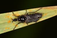 Dilophus