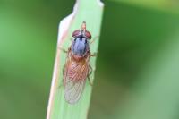 Rhingia campestris