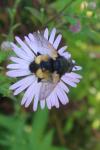 Nowickia ferox