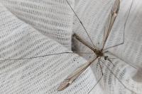 Tipula lateralis