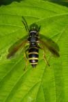 Temnostoma bombylans