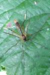 Ptychoptera albimana