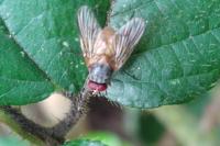 Mydaea corni