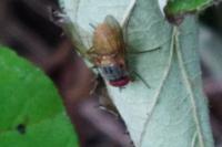Mydaea corni