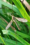 Tipula paludosa