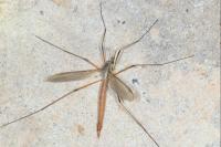 Tipula paludosa