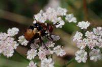 Gymnosoma