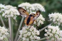 Ectophasia crassipennis