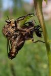 Machimus rusticus