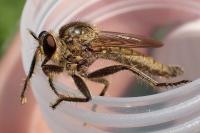 Machimus rusticus