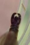 Machimus rusticus