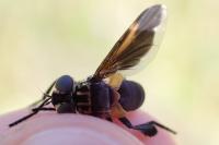 Trichopoda pictipennis