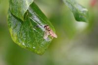 Episyrphus balteatus