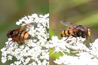Volucella inanis