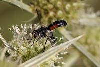 Cylindromyia