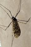 Limonia nubeculosa