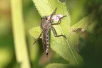 Tolmerus atricapillus