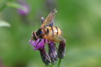 Volucella inanis