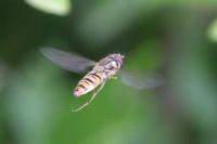 Episyrphus balteatus