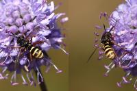 Conops quadrifasciatus