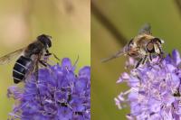 Eristalis nemorum
