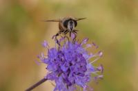 Eristalis tenax