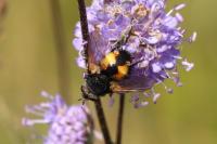 Nowickia ferox