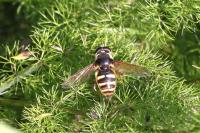 Sericomyia silentis