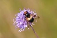 Volucella pellucens