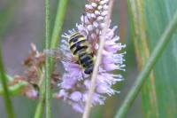 Myathropa florea