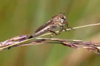 Tolmerus cingulatus