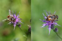 Eristalis tenax
