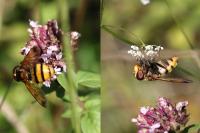 Volucella inanis