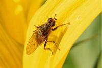 Scathophaga stercoraria