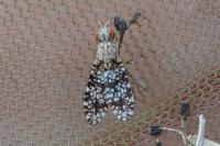 Trypetoptera punctulata