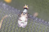 Herina nigrina