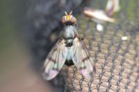 Herina nigrina