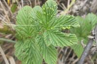 Dasineura ulmaria