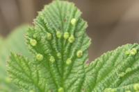 Dasineura ulmaria