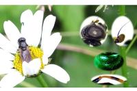 Cheilosia lenis
