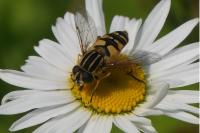Helophilus pendulus