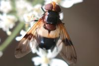Volucella pellucens
