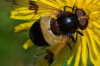 Volucella pellucens