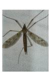 Tipula scripta