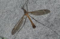 Tipula fascipennis