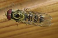 Episyrphus balteatus