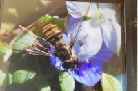 Episyrphus balteatus