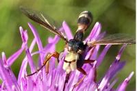 Physocephala vittata