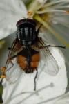 Musca autumnalis