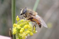 Eristalis tenax